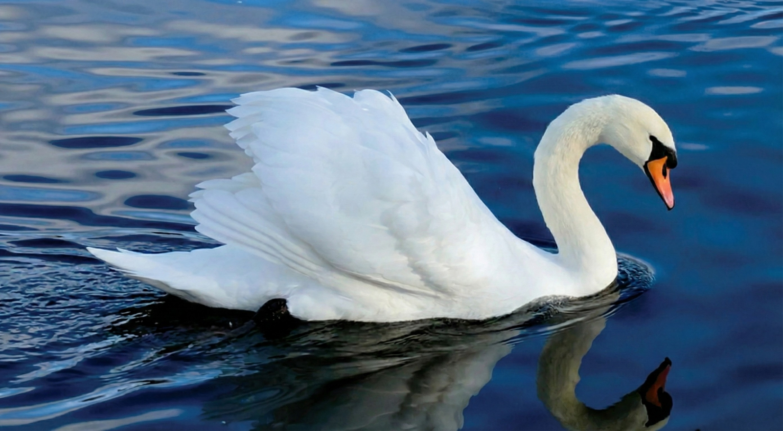 Managing type 1 diabetes as a Teacher: The Swan Effect Explained